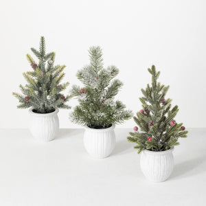 Potted Pine Trees