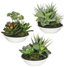 Load image into Gallery viewer, Small Potted Succulents
